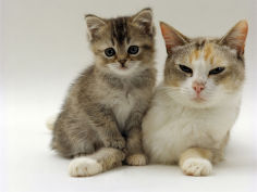 silver tortoiseshell and white mother with her 8 week tabby kitten