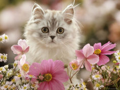 silvertabby kitten among michaelmas dasies japanese anemones and cosmos dasies
