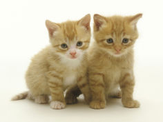 six week old yellow kitten siblings