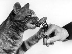 star paws tucking into a pickled gherkin