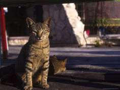 stray cats cozumel mexico