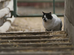 studio cat in barnyard