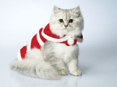 studio shot of cat