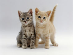 tabby and cream kittens