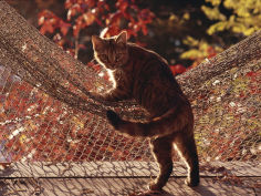 tabby cat caught climbing on a net hammock