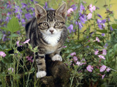 tabby kitten among red campion with ivy leaved bellflower and hedge woundwort