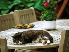 tabby kitten naps on outdoor patio table