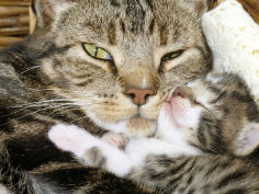 tabby mother and her sleeping desktop wallpaper week kitten