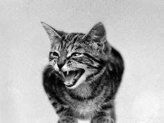 the cat that roared