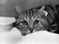the national cat club championship show 1984 at olympia