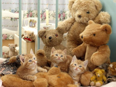 three kittens in cot with teddy bears