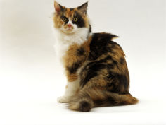 tortoisehell and white female sitting