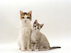 tortoiseshell and white 9 week old kittens