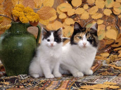 tortoiseshell and white mother with her black and white kitten