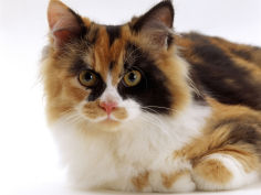 tortoiseshell and white