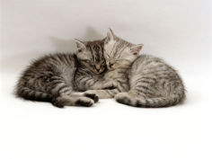 two 7 week sleeping silver tabby kittens
