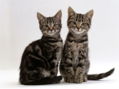 two 8 week tabby kittens male and female desktop wallpaper