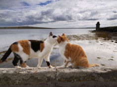 two cats greet on a wall overlooking the bay in shapinsay