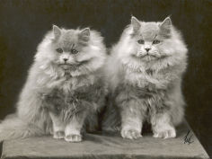 two cats sitting together with a lot of fur between them