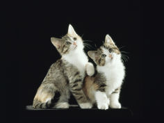 two domestic cat kittens looking up