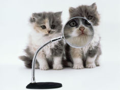 two domestic cat kittens play with magnifying glass