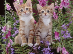 two domestic ginger kittens felis catus surrounded by flowers