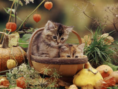 two domestic kittens felis catus in basket surrounded by pumpkins