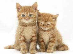 two ginger domestic kittens felis catus
