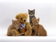 two ginger kittens and a tabby with ginger teddy bear