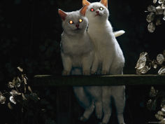 two kittens at night showing reflection of light in tapetum of eyes