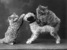two kittens have fun with a toy dog
