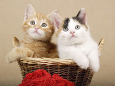 two kittens in a basket