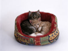 two kittens in oval bed