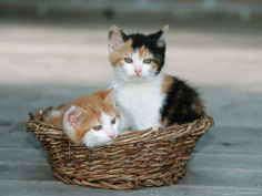 two kittens in wicker basket