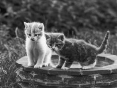 two kittens stand in a bird bath watching something in the grass