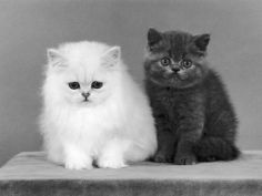 two kittens white chinchilla and british shorthair blue