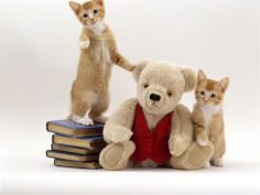 two red kittens with cream teddy bear in red waistcoat