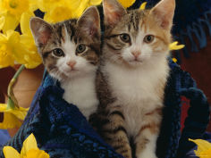 two tabby tortoiseshell and white kittens in blue bag with daffodils