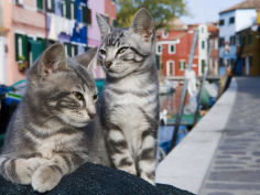 venetian cats alongside fond die terranova canal