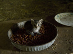 very young kitten in a barn