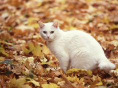 white cat in autumn leaves