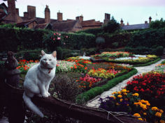 white cat perched on a fence overlooking the garden