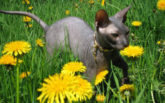 donskoy cat green eyes grey hair