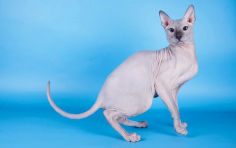 donskoy cat standing tail black nose