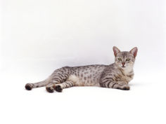 domestic cat silver egyptian mau female