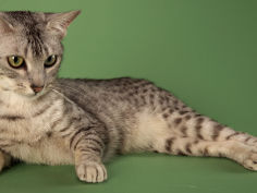 egyptian mau cat hd