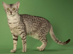 egyptian mau desktop wallpaper