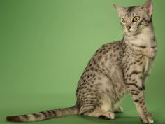 egyptian mau hd wallpaper