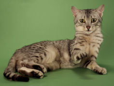 egyptian mau wallpaper