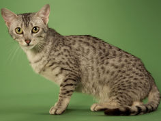 egyptian mau widescreen